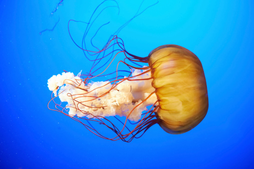 https://fivestarvacationrental.icnd-cdn.com/images/attr_listings/ThinkstockPhotos-462586051.jpg